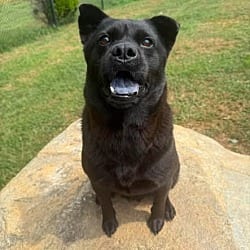 Photo of Ada, adoptable Chow Chow Mixed Breed (Medium) in Burnsville, North Carolina