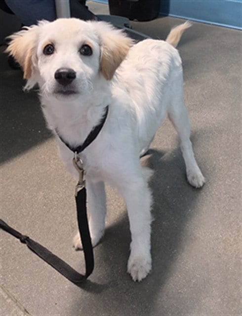 Photo of A662407, adoptable Dachshund in Houston, Texas