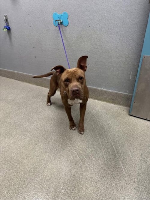 Photo of Vinny, adoptable Pit Bull Terrier in Las Vegas, Nevada