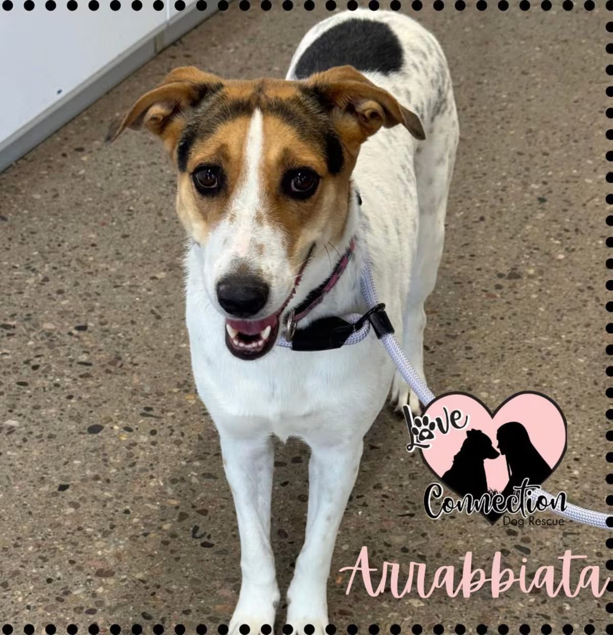 Photo of Arrabbiata, adoptable Australian Cattle Dog in Gilbert, Arizona