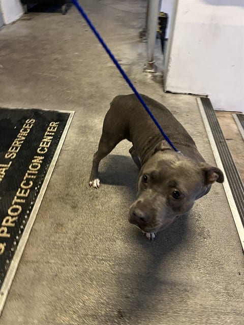 Photo of Flower, adoptable Pit Bull Terrier in Miami, Florida