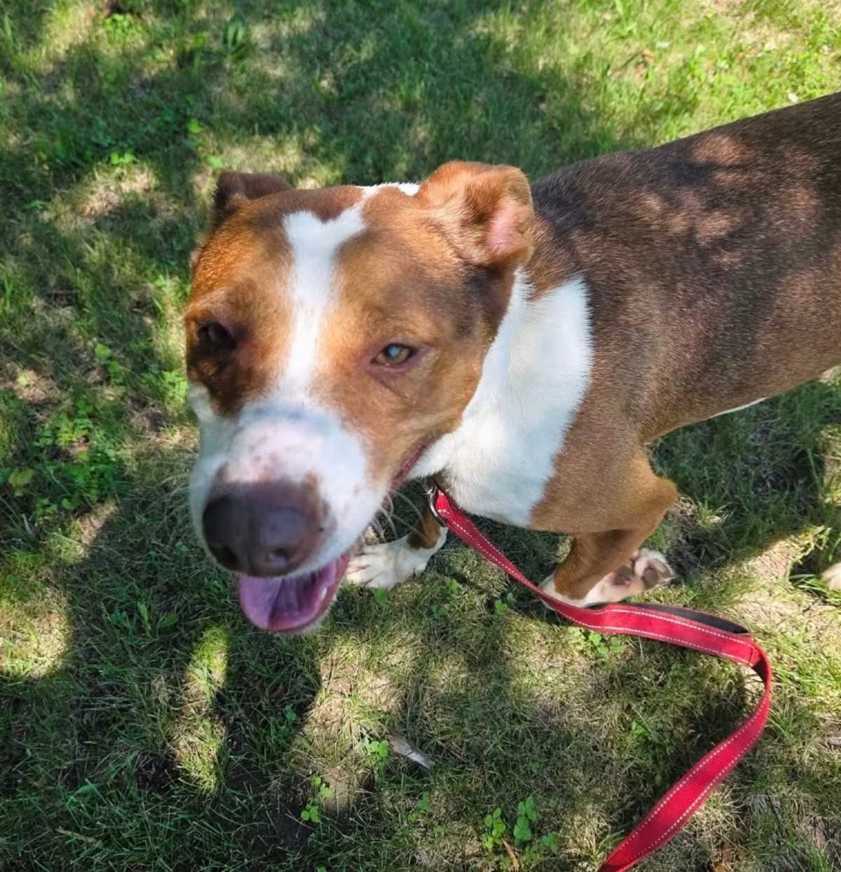 Photo of Cinnamon, adoptable Terrier (Unknown Type, Medium)/Mixed Breed (Medium) in Rock Falls, Illinois