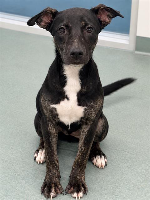 Photo of Zuri, adoptable Pit Bull Terrier in Baytown, Texas