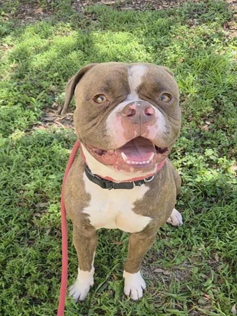 Photo of Bryson, adoptable Bulldog in Fort Lauderdale, Florida