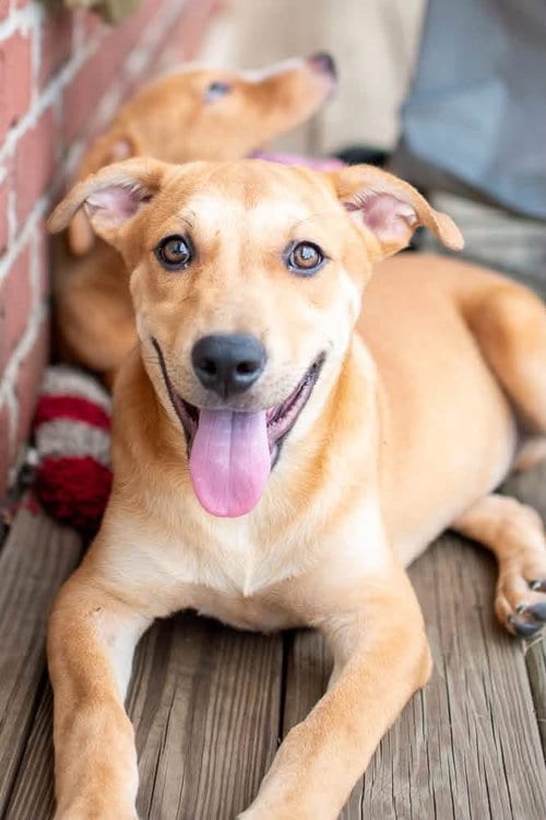Photo of Crackers, adoptable Labrador Retriever in Germantown, Ohio
