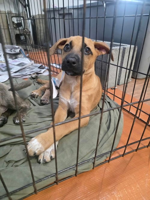 Photo of Ivy (NY-Sarah), adoptable German Shepherd Dog in SHERBURNE, New York