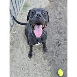 Photo of Tap Tap, adoptable American Pit Bull Terrier in Jurupa Valley, California