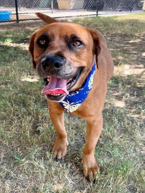 Photo of Ellie, adoptable Pit Bull Terrier in Tulsa, Oklahoma