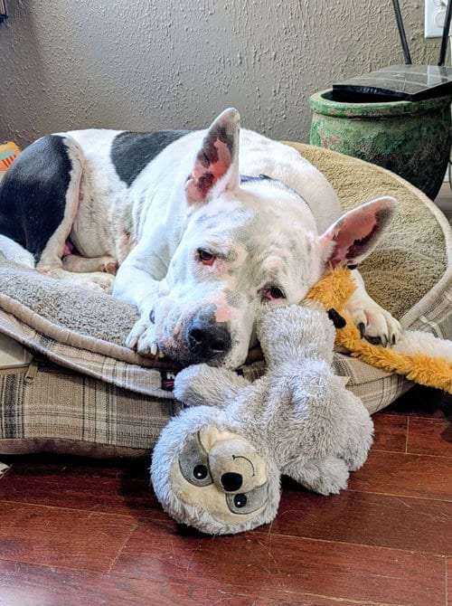 Photo of Golda, adoptable Pit Bull Terrier in Rowlett, Texas