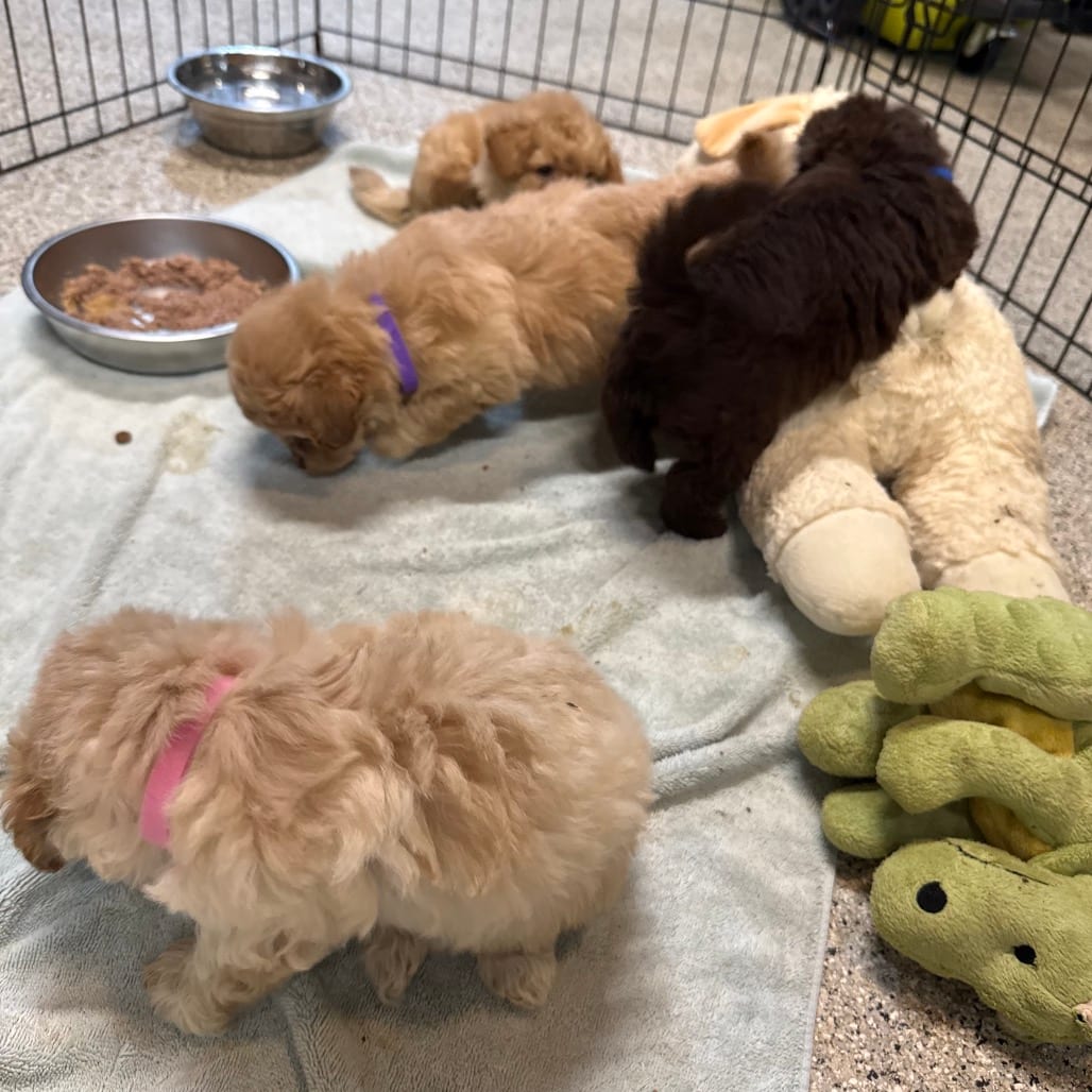 Photo of Flounder, adoptable Poodle in West Chester, Pennsylvania