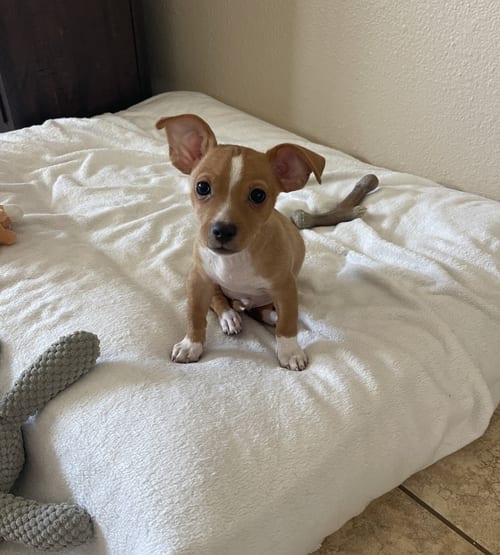 Photo of Josh, adoptable Chihuahua in Phoenix, Arizona