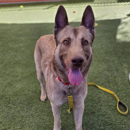 Photo of Hurrdle, adoptable German Shepherd Dog in Las Vegas, Nevada