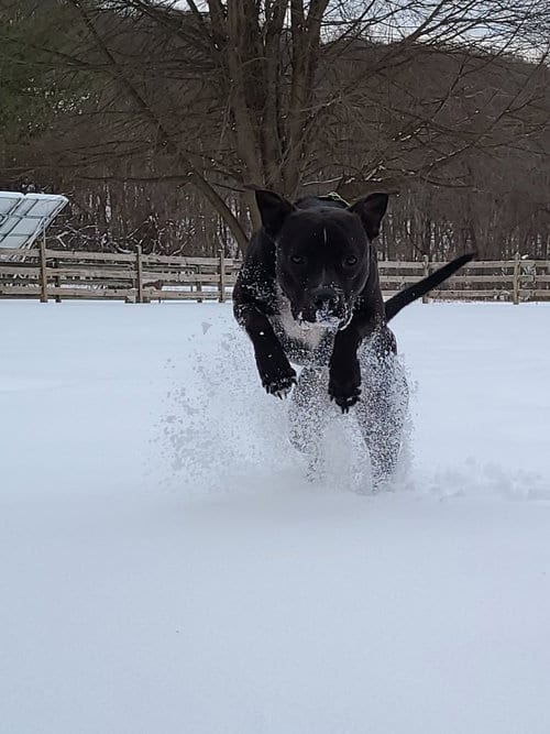 Photo of Donovan, adoptable Pit Bull Terrier in Hewitt, New Jersey