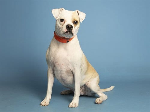 Photo of Apple Pie, adoptable Pug in Phoenix, Arizona
