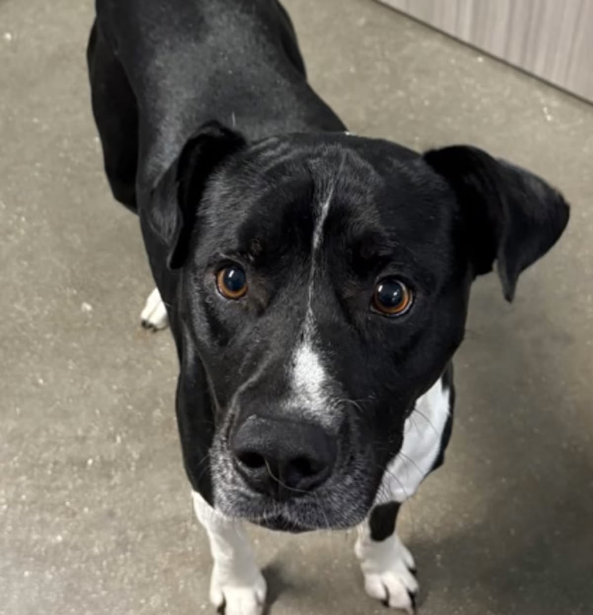 Photo of Domino, adoptable Golden Retriever in San Antonio, Texas