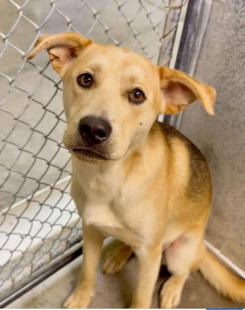 Photo of Baby Rocky, adoptable Beagle in Westwood, New Jersey