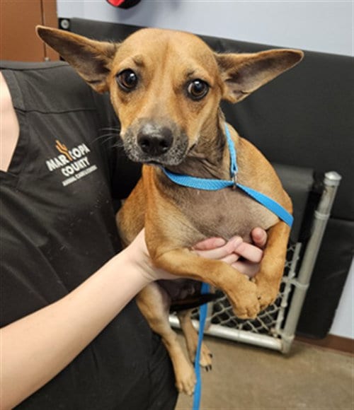 Photo of Cashew, adoptable Chihuahua in Phoenix, Arizona