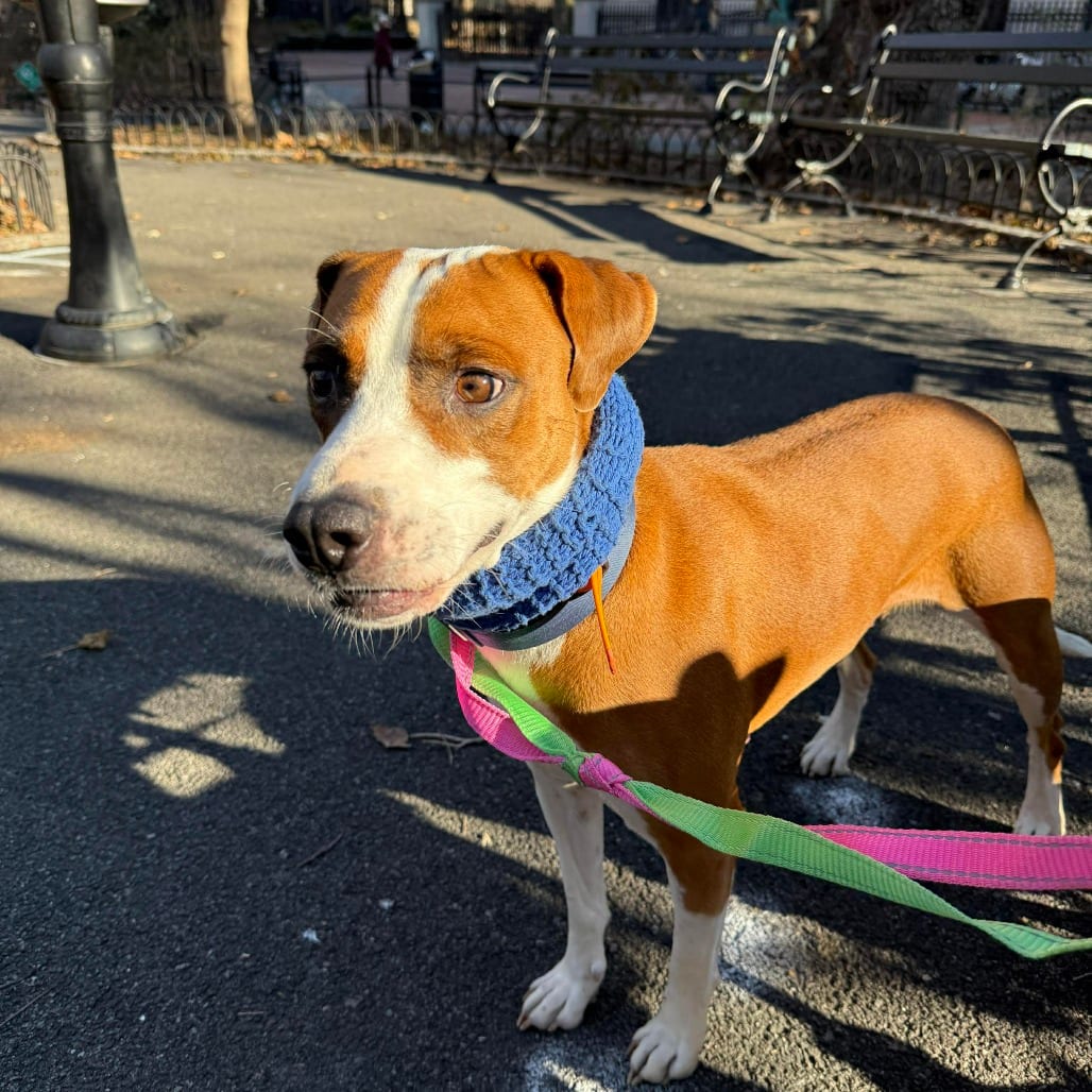 Photo of Salish, adoptable Hound / Mixed Breed (Medium) in Whitestone, New York