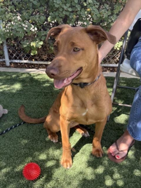 Photo of Trinity, adoptable Labrador Retriever in Chatsworth, California
