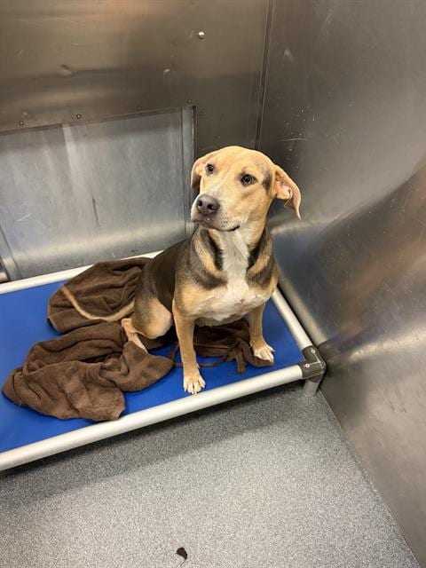 Photo of Macy, adoptable Mixed Breed