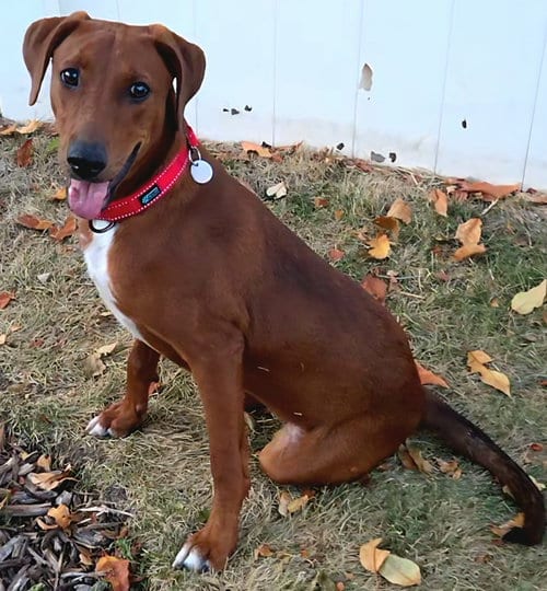 Photo of Latte, adoptable Labrador Retriever in Salt Lake City, Utah