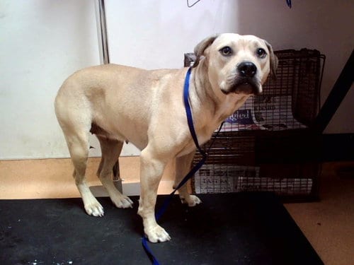 Photo of Shirley, adoptable Pit Bull Terrier in Martinez, California