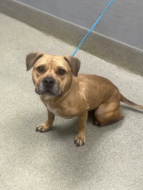Photo of Luna, adoptable American Pit Bull Terrier in Las Vegas, Nevada
