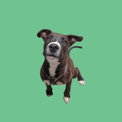 Photo of Cisco, adoptable Labrador Retriever in Bakersfield, California
