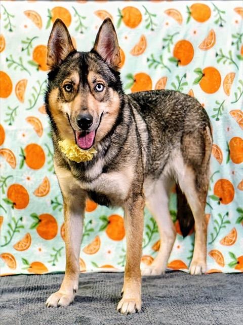 Photo of Xena, adoptable Siberian Husky in Thousand Palms, California
