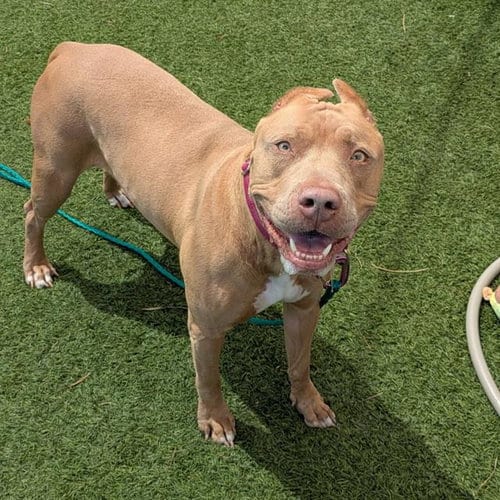 Photo of Princesse, adoptable Pit Bull Terrier in Las Vegas, Nevada