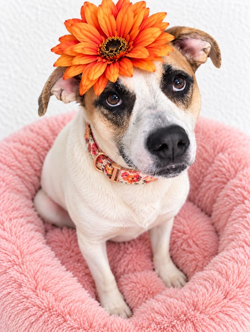 Photo of Lab, red heeler mix, adoptable Labrador Retriever in Mt. Laurel, New Jersey