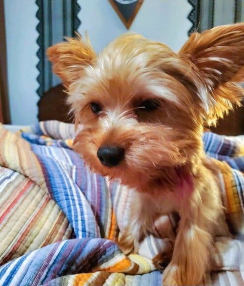 Photo of Orion, adoptable Yorkshire Terrier Yorkie in Auburn, Georgia