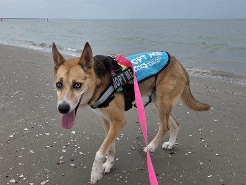 Photo of Clark, adoptable German Shepherd Dog in Corpus Christi, Texas
