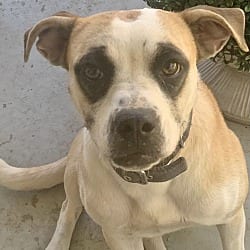 Photo of Missy Blue, adoptable Boxer in East Hartford, Connecticut
