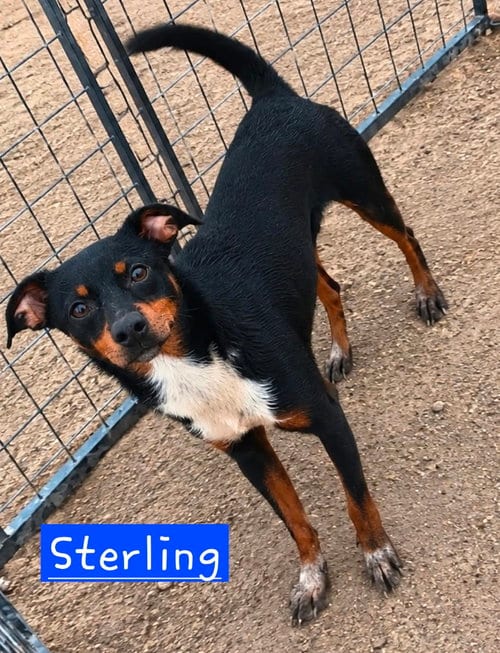 Photo of Sterling 2, adoptable Rat Terrier in Robbinsdale, Minnesota