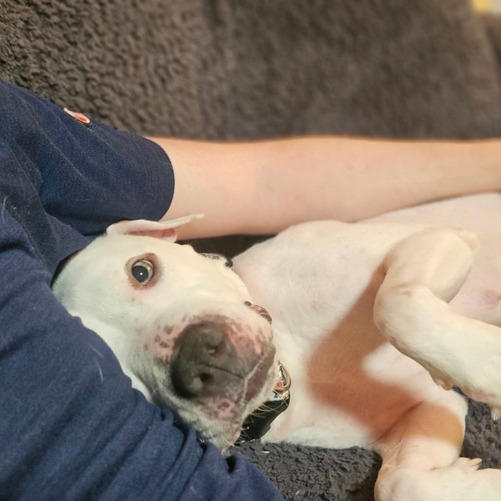 Photo of Dolly, adoptable Mixed Breed (Medium) in Winston-Salem, North Carolina