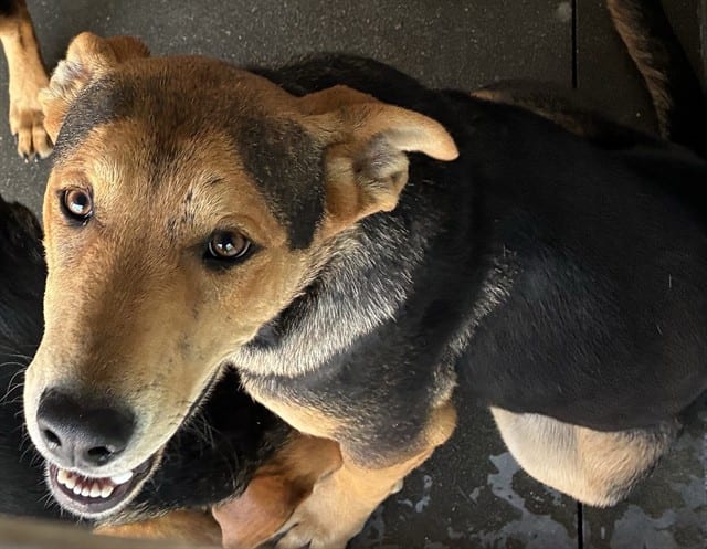 Photo of Senior German Shepherd Dog and Labrador Retriever, adoptable German Shepherd Dog and Labrador Retriever in Devore, California