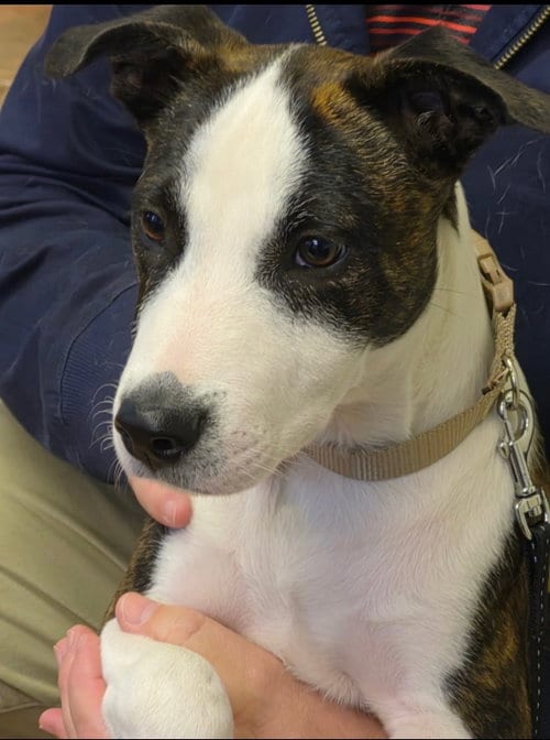 Photo of Oscar, adoptable Bull Terrier in Amarillo, Texas