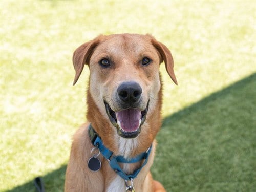 Photo of Red, adoptable Labrador Retriever in Martinez, California