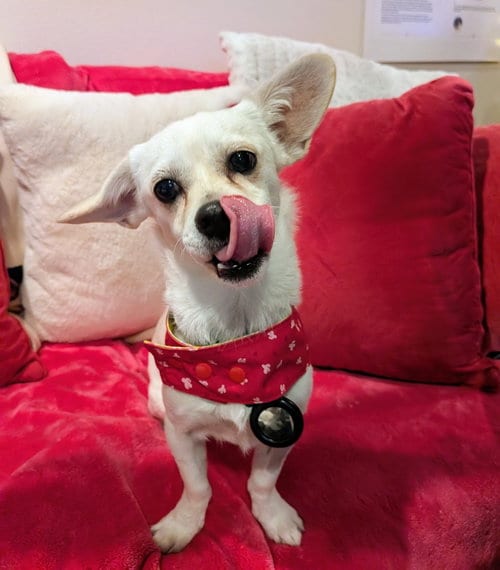 Photo of Bento, adoptable Chihuahua in Seattle, Washington