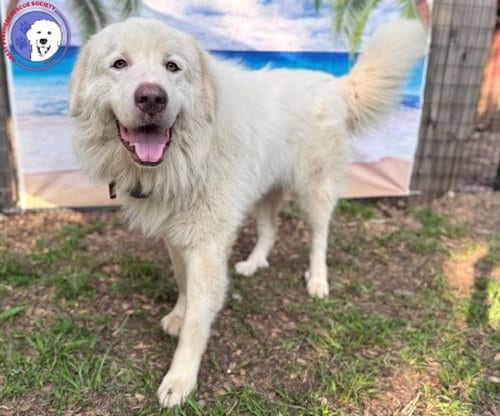 Photo of Drake, adoptable Great Pyrenees in Spring, Texas