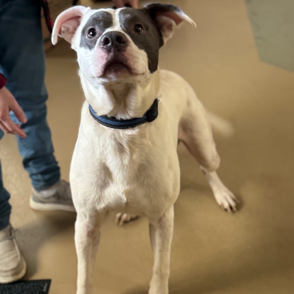 Photo of Ranger, adoptable Mixed Breed (Medium) in Winston-Salem, North Carolina