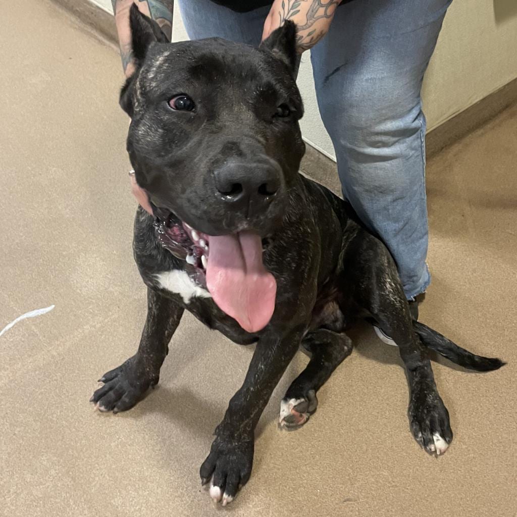 Photo of Jack, adoptable Mixed Breed (Large) in Chattanooga, Tennessee