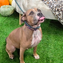 Photo of Grace JuM, adoptable American Pit Bull Terrier Mixed Breed (Medium) in Richfield, Minnesota