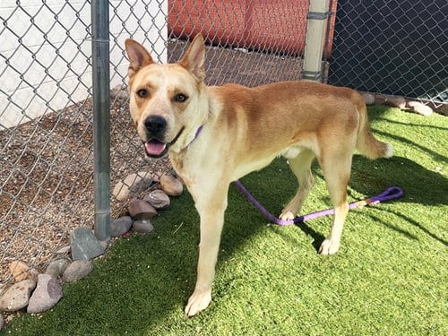 Photo of Whiskey, adoptable Chow Chow in Phoenix, Arizona