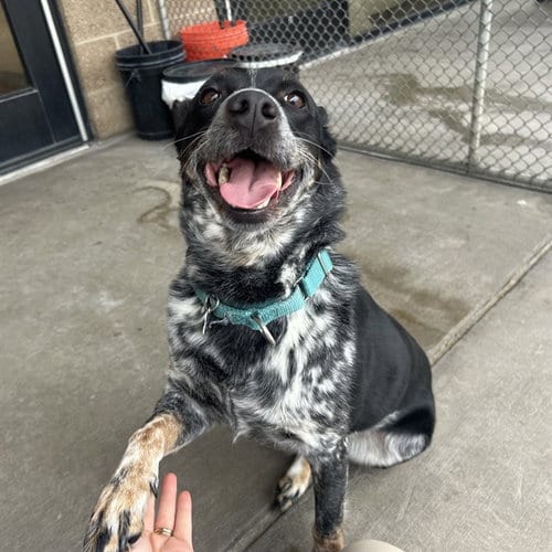 Photo of Boe, adoptable Australian Cattle Dog/Blue Heeler in Denver, Colorado