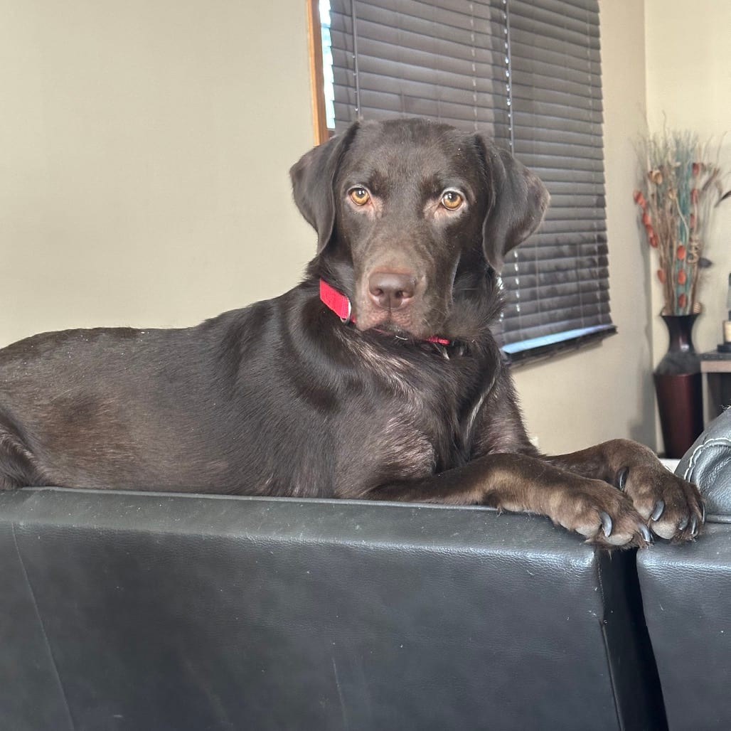 Photo of Chocolate Lady, adoptable Mixed Breed (Large) in DeKalb, Illinois