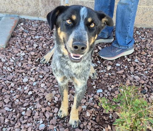 Photo of Dawg, adoptable Australian Cattle Dog/Blue Heeler in Albuquerque, New Mexico