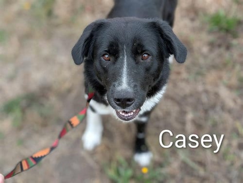 Photo of Casey, adoptable Border Collie in McKinleyville, California