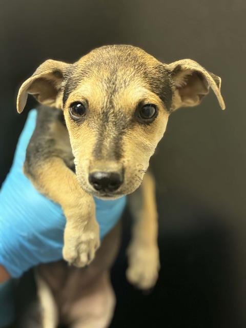 Photo of Samwise, adoptable Chihuahua in Visalia, California